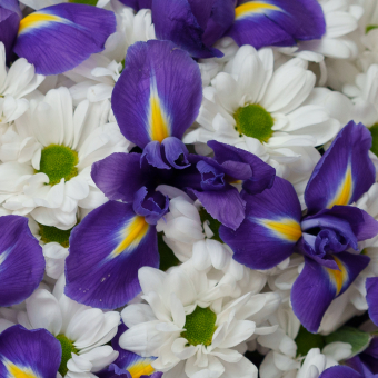 Букет из синих ирисов и кустовых хризантем Бакарди - L