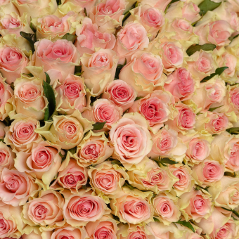Букет из 101 светло-розовой розы 50 см (Кения) в корейской упаковке