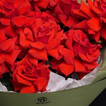 Роза французская алая 50 см поштучно