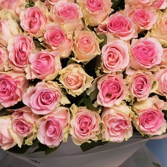 Букет из 101 светло-розовой розы 50 см (Кения) в корейской матовой упаковке