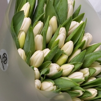 Букет из 51 белого тюльпана (Голландия) в корейской матовой упаковке