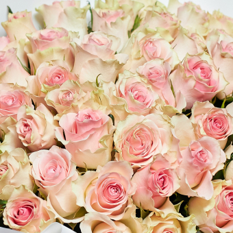 Роза розовая Кения (35 см) поштучно