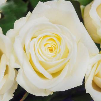 Белая роза 50 см (Эквадор)