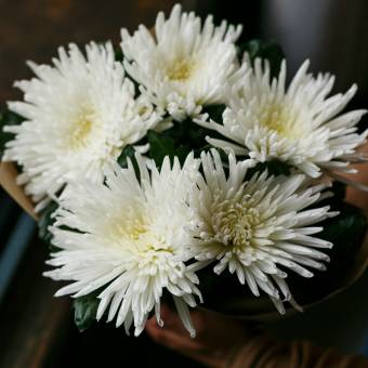 Букет из 5 одноголовых белых хризантем