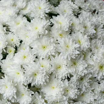 Хризантема кустовая белая Балтика поштучно