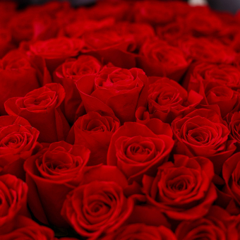 Роза красная 120 см (Эквадор) поштучно
