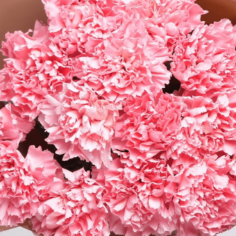 Букет из 15 розовых диантусов в корейской упаковке