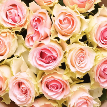 Букет из 15 светло-розовых роз Кения (50 см) в корейской упаковке