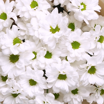 Букет из 5 белых кустовых хризантем ромашка (Бакарди) в корейской упаковке