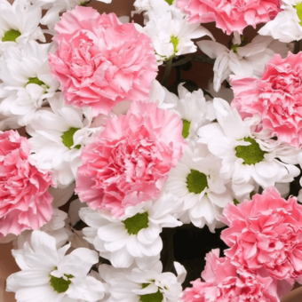 Букет из кустовых белых хризантем с розовым диантусом в корейской упаковке