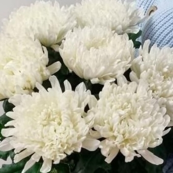 Хризантема одноголовая белая поштучно (Антонов)