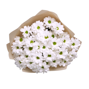 Букет из 5 белых кустовых хризантем ромашка (Бакарди) в корейской упаковке