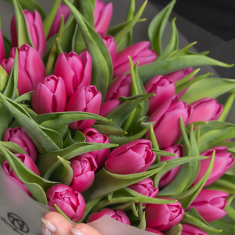 Букет из 35 малиновых тюльпанов (Голландия) в корейской матовой упаковке