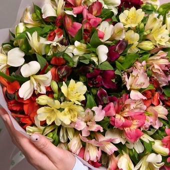 Букет из 25 альстромерий микс в корейской светлой упаковке