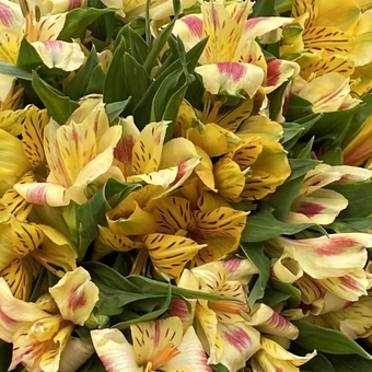 Альстромерия желтая поштучно