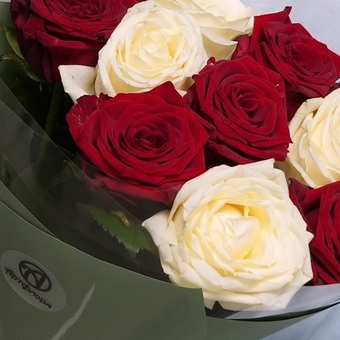 Букет из 9 красных и белых роз 50 см (Россия) в двойной корейской упаковке