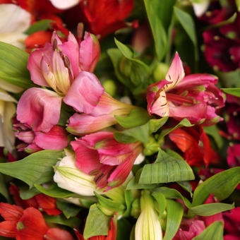 Букет из 35 альстромерий микс в корейской светлой упаковке