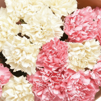 Букет из диантусов нежный микс в корейской упаковке