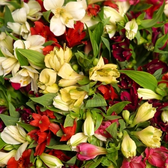 Букет из 35 альстромерий микс в корейской светлой упаковке