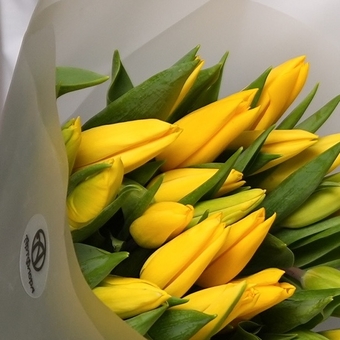 Букет из 25 желтых тюльпанов (Голландия) в корейской матовой упаковке