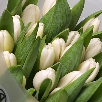 Букет из 35 белых тюльпанов (Голландия) в корейской матовой упаковке