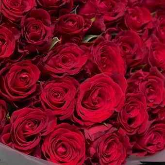 Букет из 51 красной розы 50 см (Кения) в корейской матовой упаковке