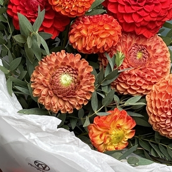 Букет из 9 георгинов яркий микс в корейской матовой упаковке