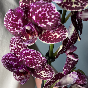 Фаленопсис орхидея (цвета в ассортименте)