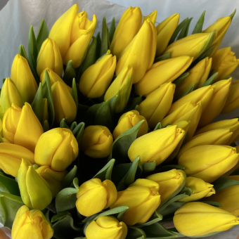 Охапка 50 тюльпанов желтые (Голландия)