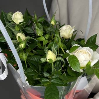 Роза Кордана в цветочной сумочке белая