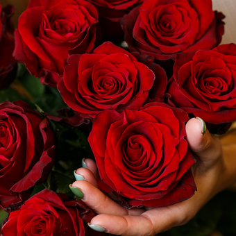Букет из 9 красных роз 50 см (Эквадор)