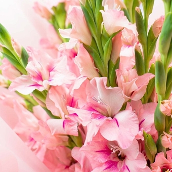 Гладиолус розовый поштучно