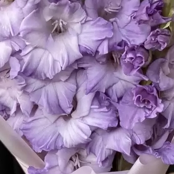 Гладиолус лавандовый поштучно