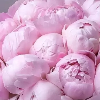 Пион бело-розовый сорта Reine Hortense поштучно