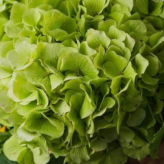 Гортензия зеленая поштучно