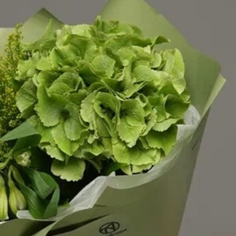 Гортензия зеленая поштучно