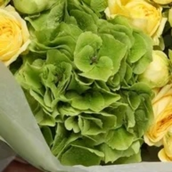 Гортензия зеленая поштучно