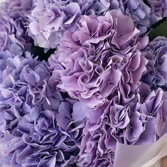 Гортензия фиолетовая поштучно