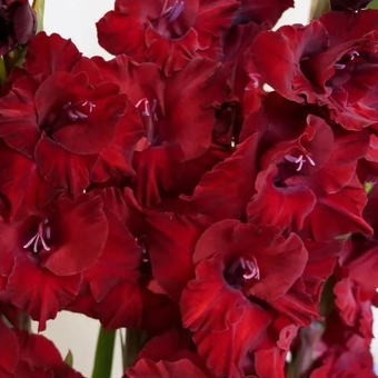 Гладиолус бордовы поштучно