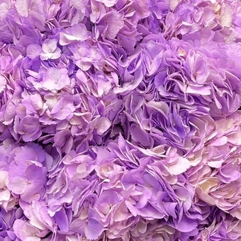 Гортензия лавандовая поштучно