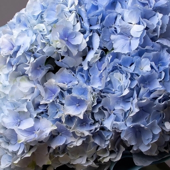 Гортензия голубая поштучно