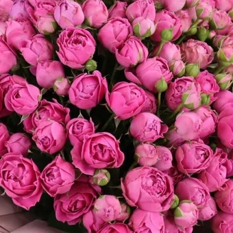 Пионовидная кустовая роза Мисти Баблс (РФ) поштучно