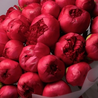 Пион малиновый сорта Com.Performance поштучно