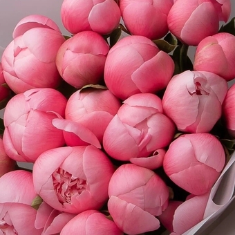 Пион розовый сорта Etched Salmon поштучно