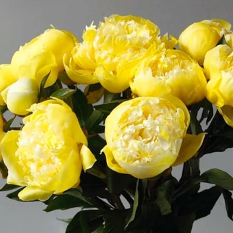 Пион желтый сорта Yellow Bartzella поштучно