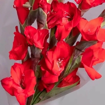 Гладиолус красный поштучно