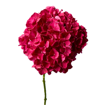 Гортензия малиновая поштучно