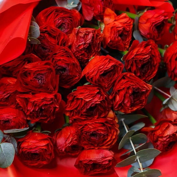 Букет из 25 красных ранункулюсов с эвкалиптом