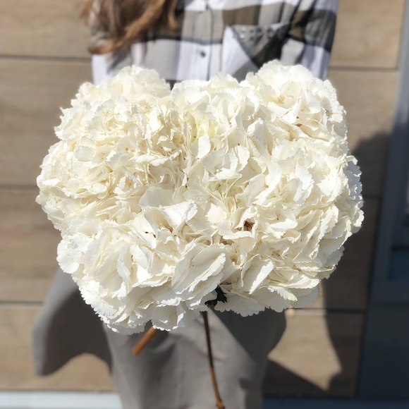 Гортензия белая поштучно