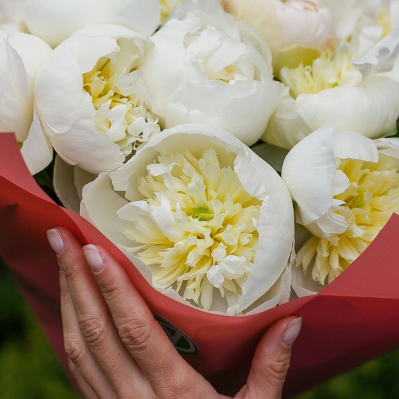 Букет из 15 белых пионов (Голландия) 